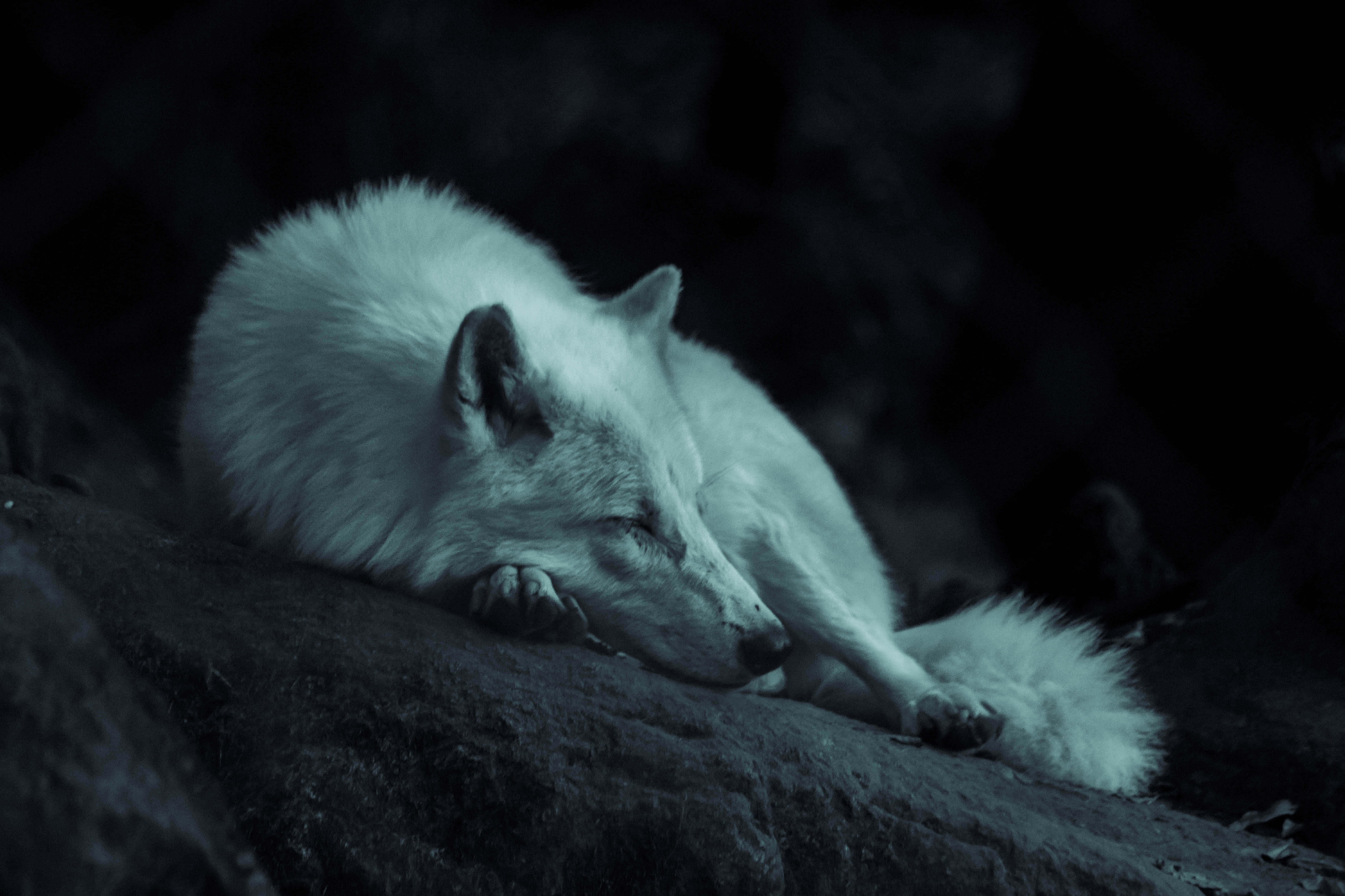 White Wolf 桌布 壁紙 — 一隻寧靜的白色北極狐在冰冷的藍色燈光下蜷縮在黑暗的岩石表面上睡覺。
