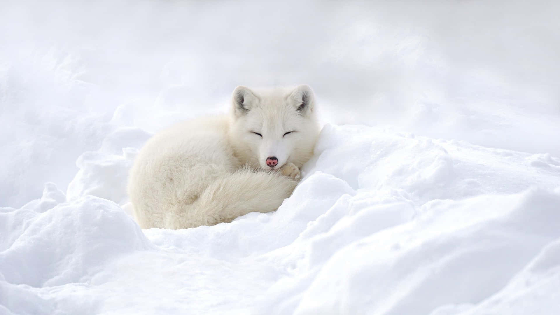 一隻白色北極狐蜷縮在雪中睡覺 — 北極狐 GIF 壁紙