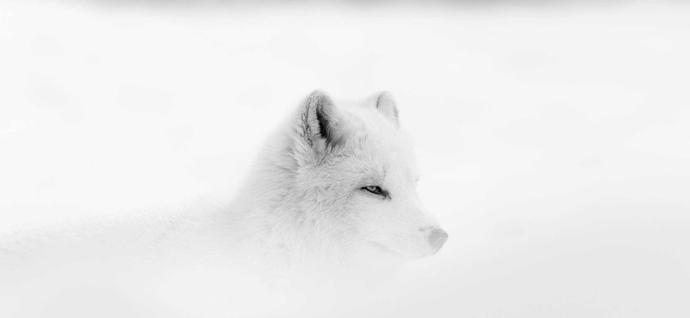 白狐 桌布 壁紙 — 一隻寧靜的白色北極狐在雪景中休息，其毛皮與柔和的冬季背景融為一體。
