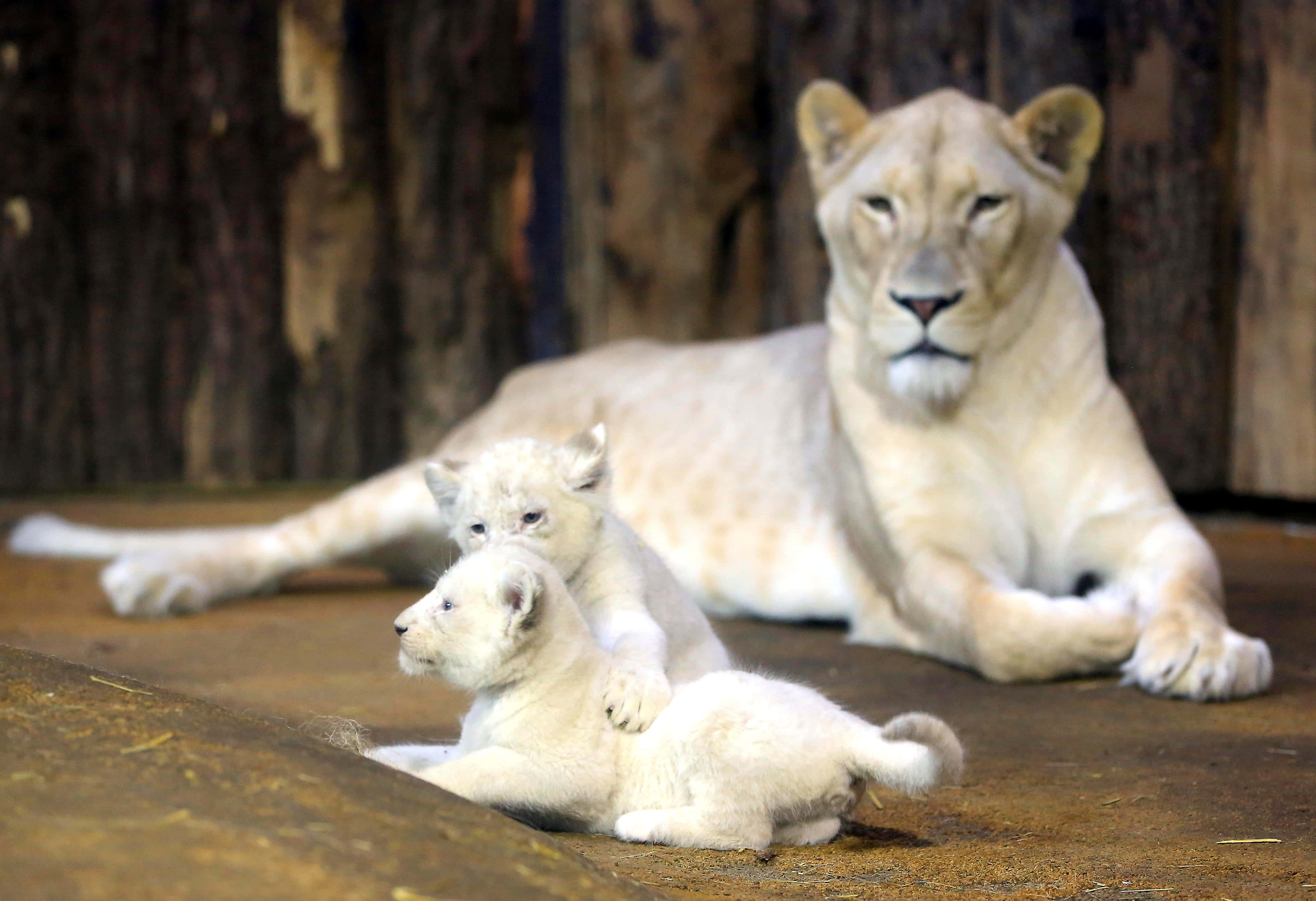 Baby Lion 桌布 壁紙 — 一隻寧靜的白雌獅在一個質樸的木圍欄裡，躺在兩隻頑皮的白獅幼崽後面休息。