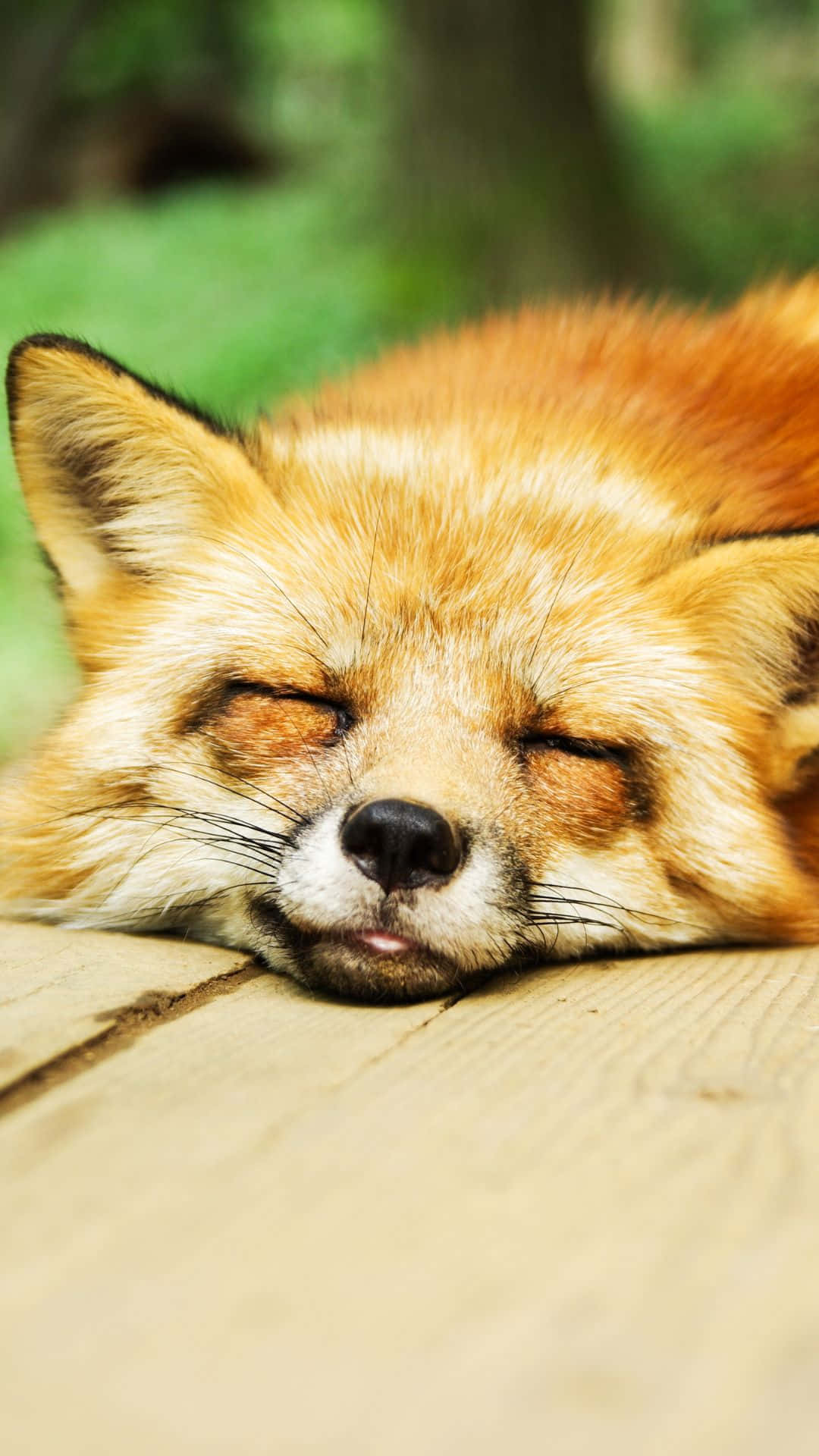 Cool Fox 桌布 壁紙 — 一隻寧靜的紅狐在木質表面上閉著眼睛安詳地睡覺，周圍環繞著綠色樹葉。