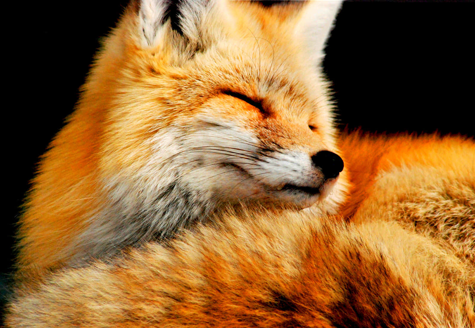 Cool Fox 桌布 壁紙 — 一隻寧靜的紅狐在純黑背景前閉眼安睡。