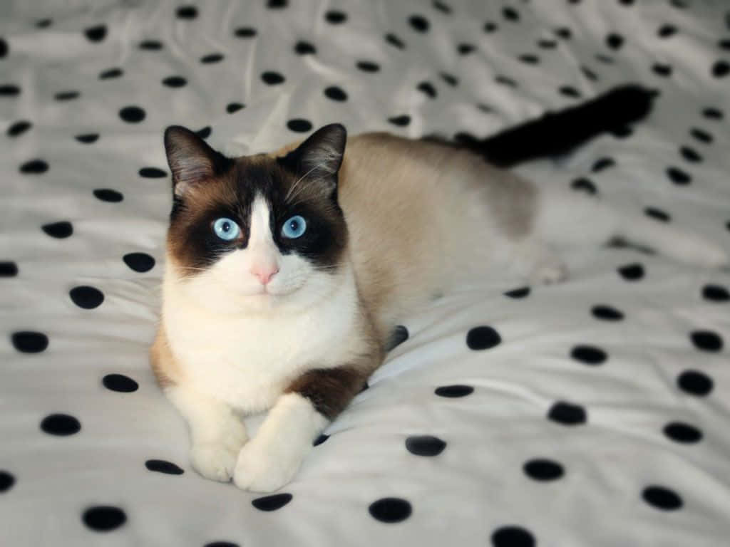 Snowshoe Cat 桌布 壁紙 — 一隻寧靜的雪鞋貓，擁有引人注目的藍色眼睛，躺在帶有黑色圓點圖案的白色毯子上。