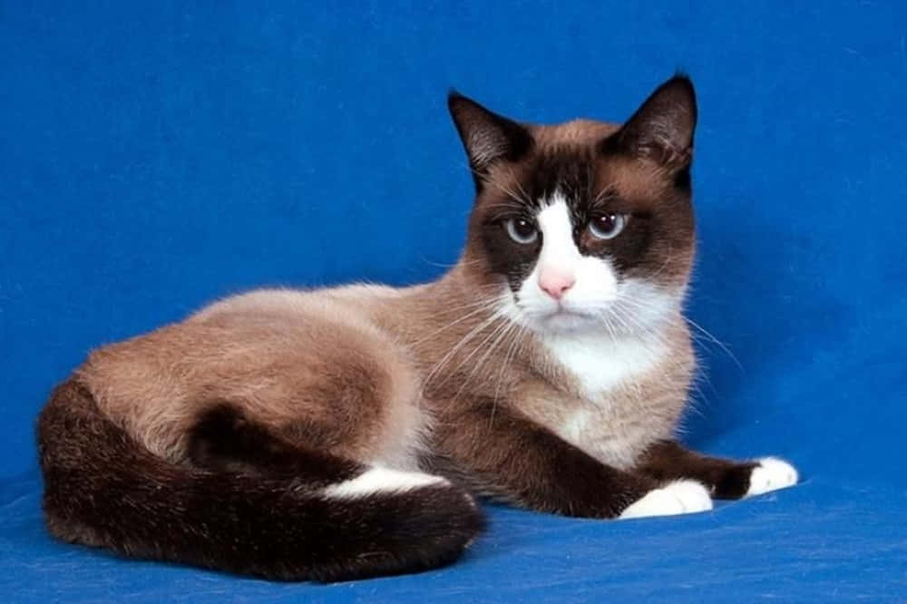 Snowshoe Cat 桌布 壁紙 — 一隻寧靜的雪鞋貓，擁有深棕色和白色的毛髮，優雅地躺在純藍色背景上。