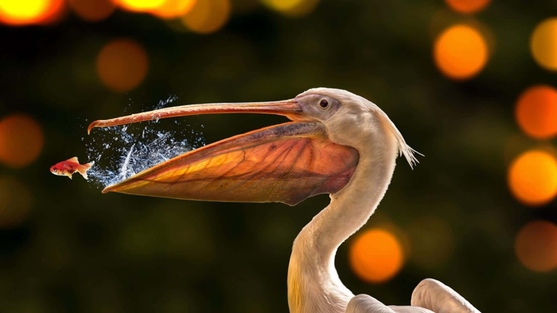 Pelicans 桌布 壁紙 — 一隻寬嘴鵜鶘在溫暖的散景背景下捕捉一條小紅魚，濺起水花。