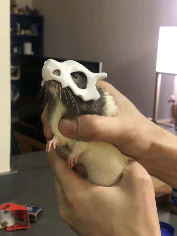 Rat 桌布 壁紙 — 一隻小倉鼠頭上頂著一個白色塑膠頭骨，在室內被人手輕輕捧著。