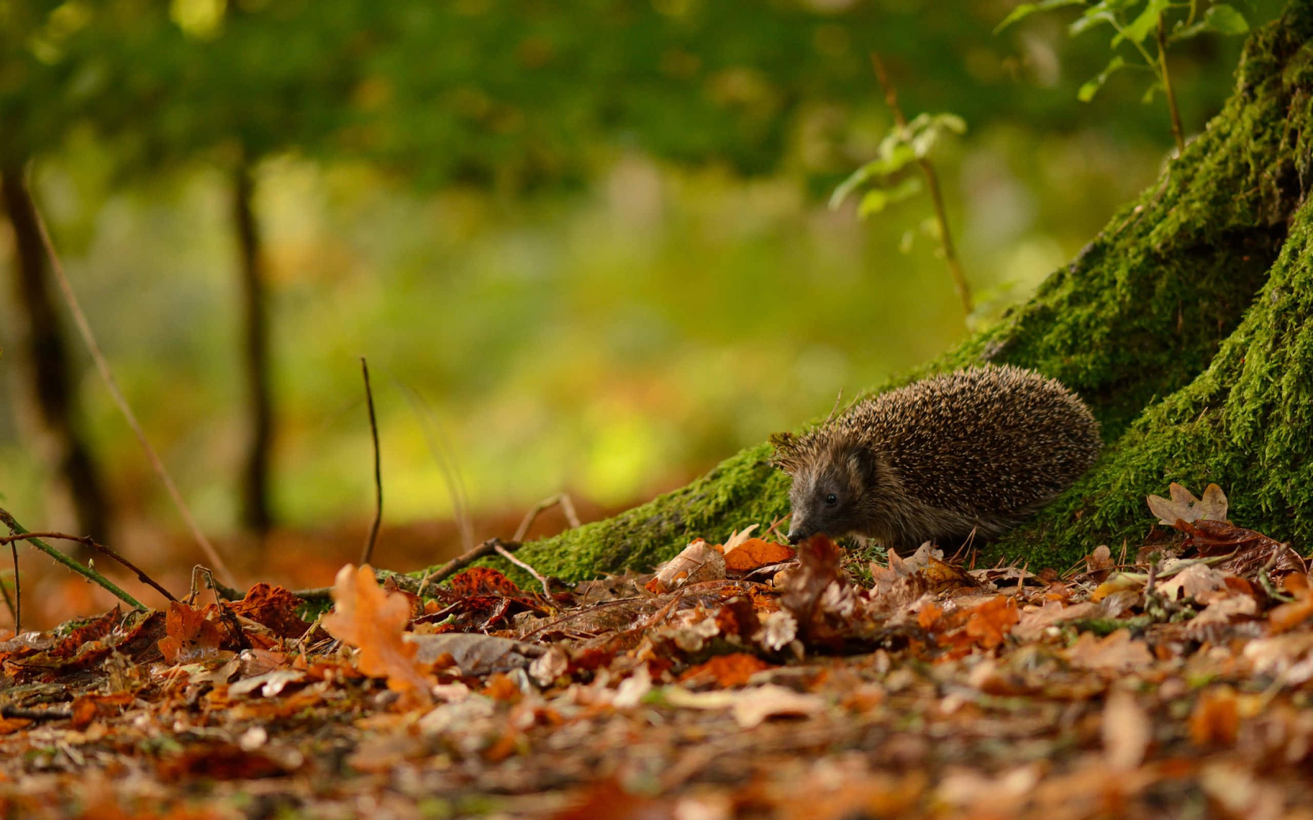 Cute Hedgehog 桌布 壁紙 — 一隻小刺蝟在陽光明媚的森林中，在長滿苔蘚的樹幹底部，於落下的秋葉間覓食。