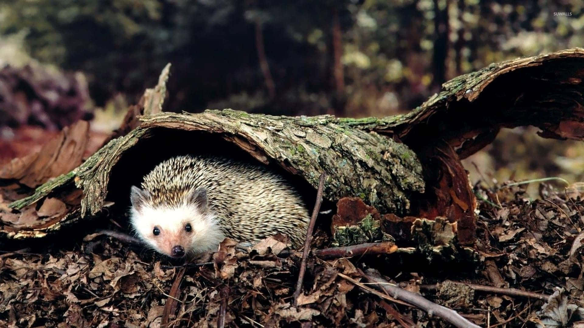 Cute Hedgehog 桌布 壁紙 — 一隻小刺蝟好奇地從長滿青苔的倒下的圓木下探出頭來，森林地面上覆蓋著乾燥的樹葉。