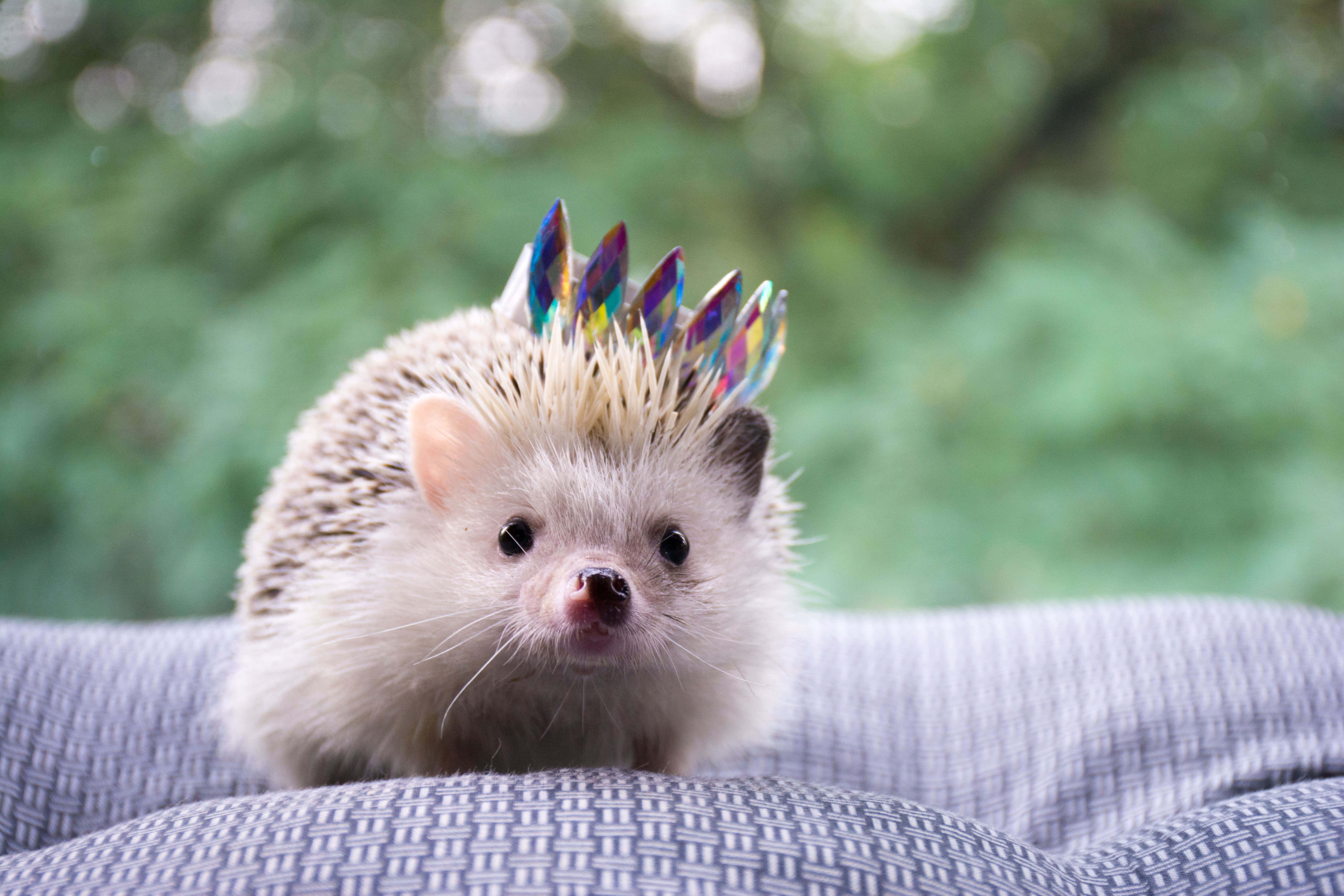 Cute Hedgehog 桌布 壁紙 — 一隻小刺蝟戴著色彩繽紛的寶石皇冠，好奇地坐在有圖案的墊子上，背景是柔和的綠色模糊背景。