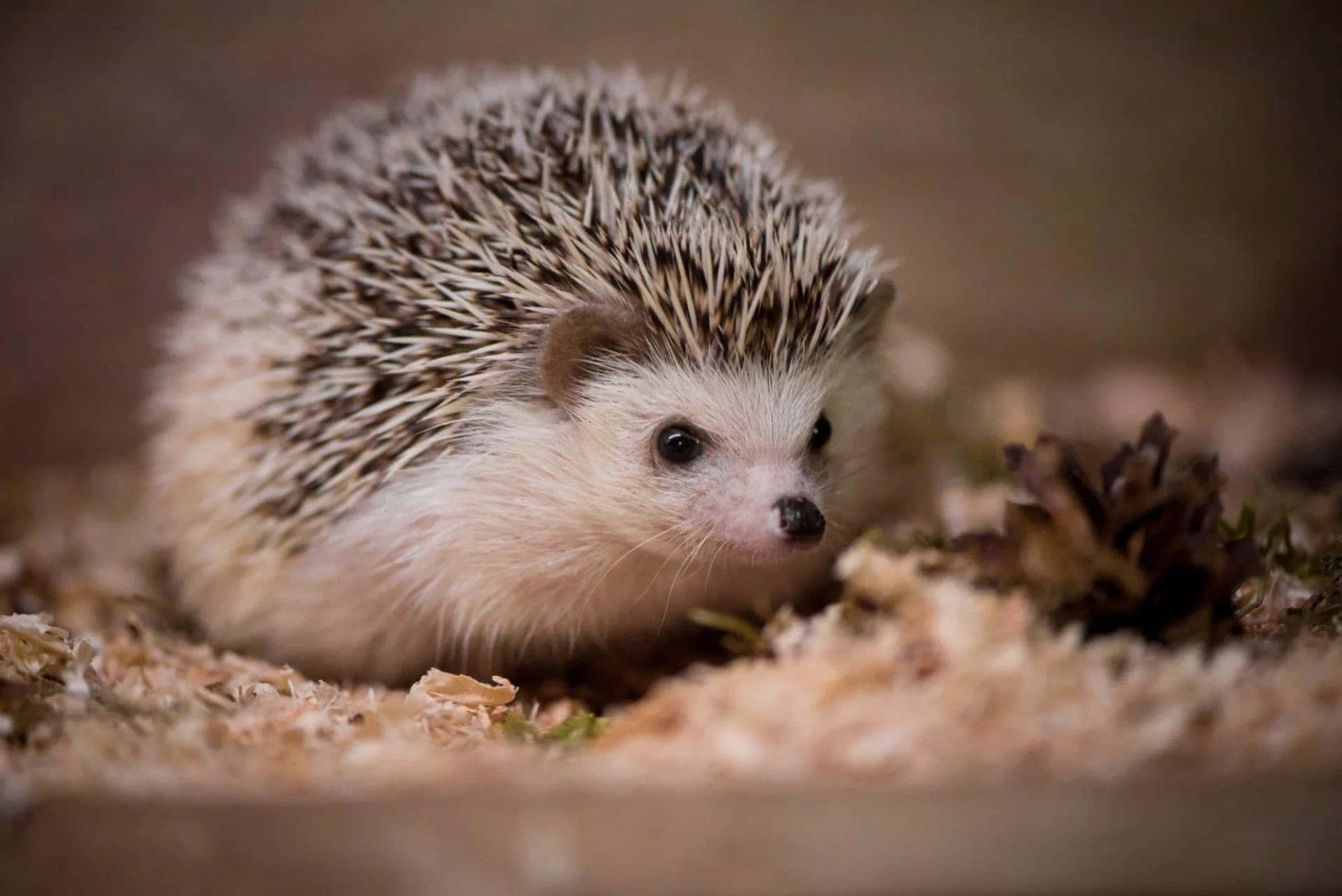 Cute Hedgehog 桌布 壁紙 — 一隻小刺蝟的特寫，牠有棕色和白色的尖刺，在木屑上休息。