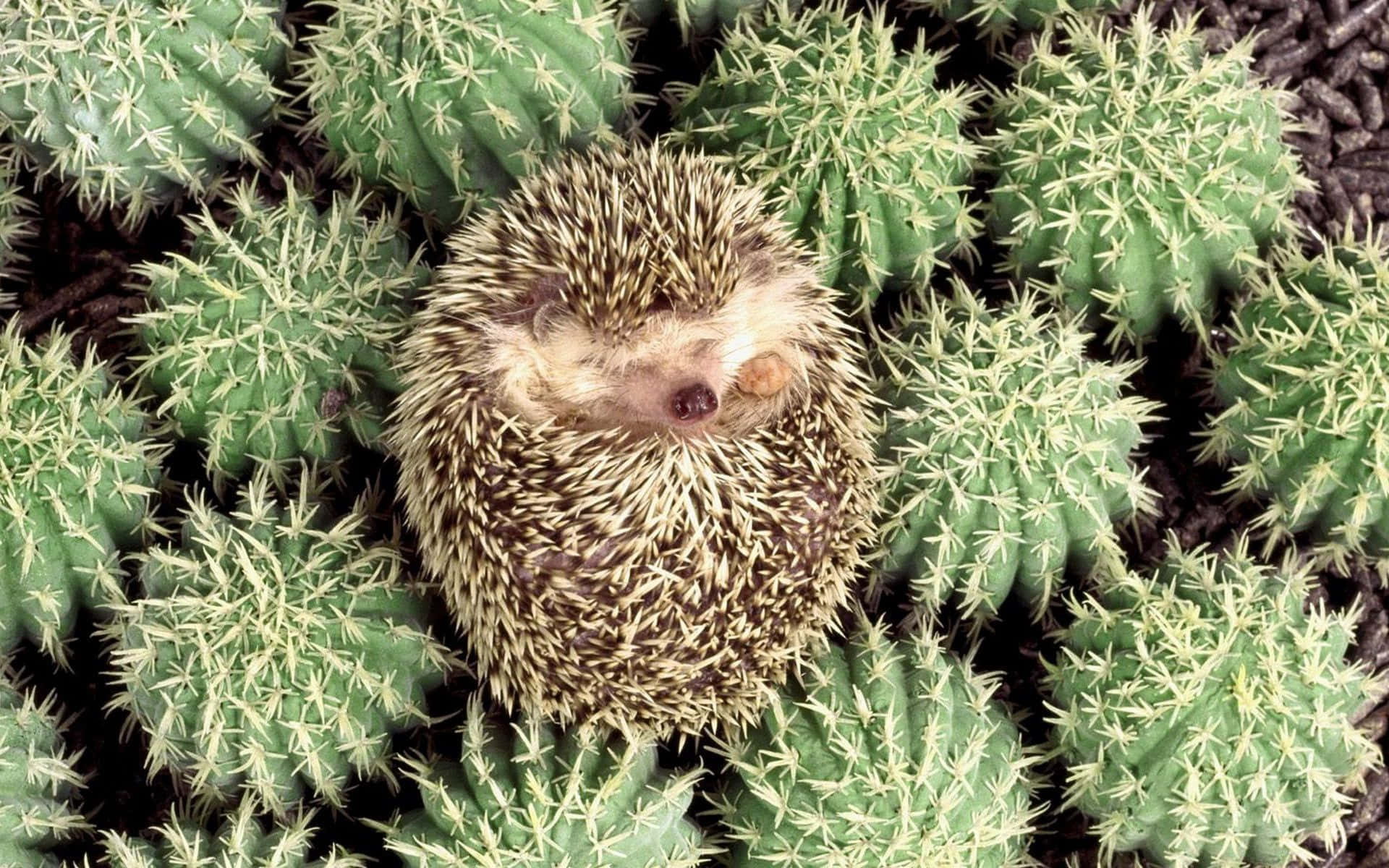 Cactus 桌布 壁紙 — 一隻小刺蝟蜷縮成球狀，依偎在沙漠環境中多刺的綠色仙人掌之間。