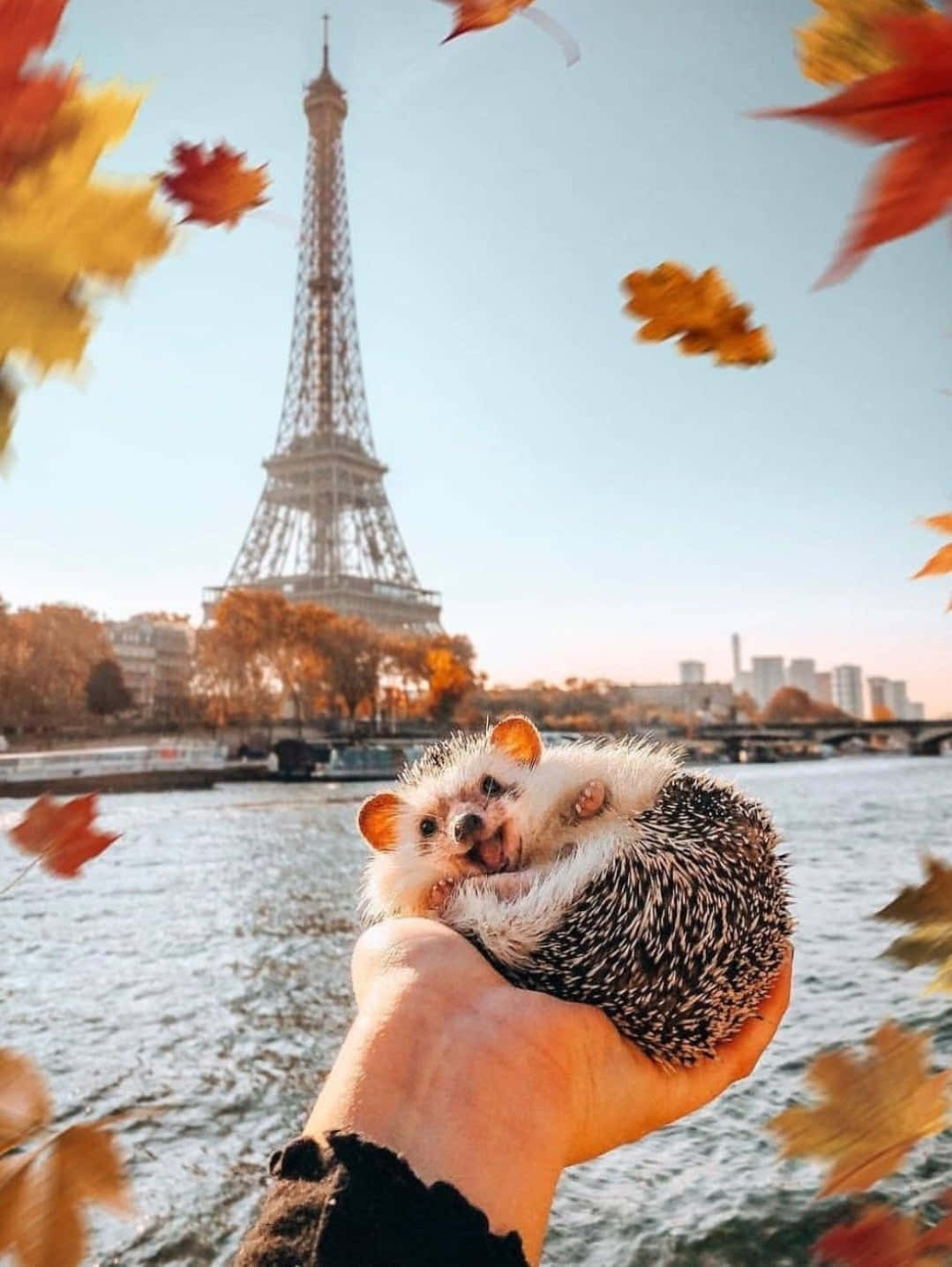 Eiffel Tower 桌布 壁紙 — 一隻小刺蝟被捧在手中，背景是艾菲爾鐵塔，周圍有飄落的秋葉旋轉。
