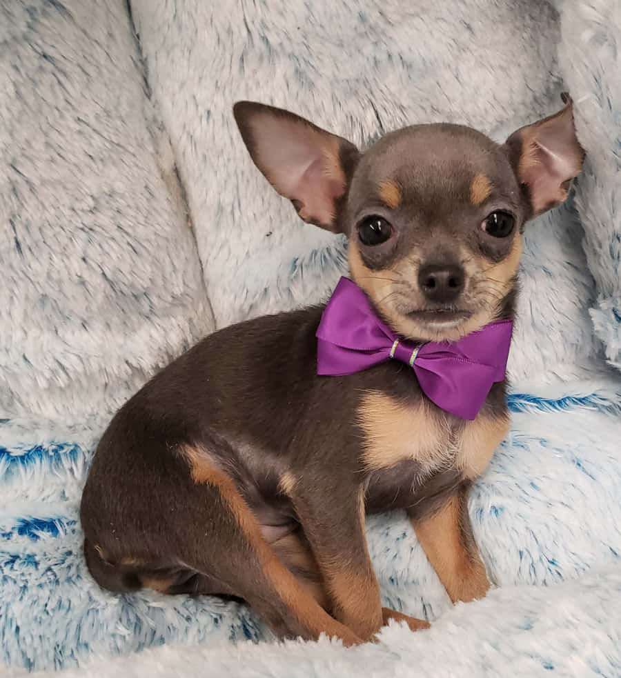 Teacup Chihuahua 桌布 壁紙 — 一隻小吉娃娃，有大耳朵和紫色蝴蝶結，可愛地坐在毛茸茸的白色毯子上。