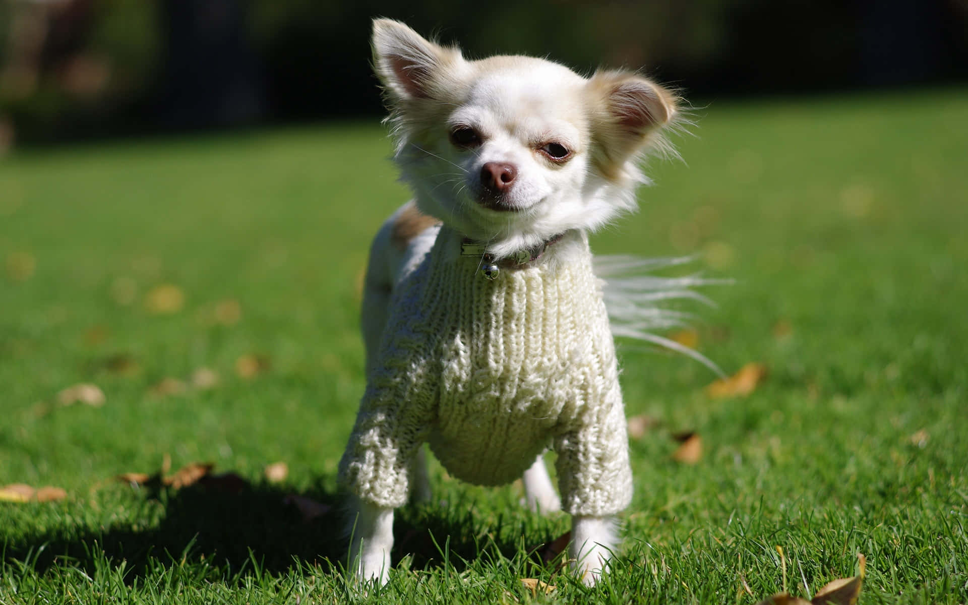 Chihuahua 桌布 壁紙 — 一隻小吉娃娃穿著奶油色針織毛衣，警覺地站在點綴著落葉的鮮綠色草地上。