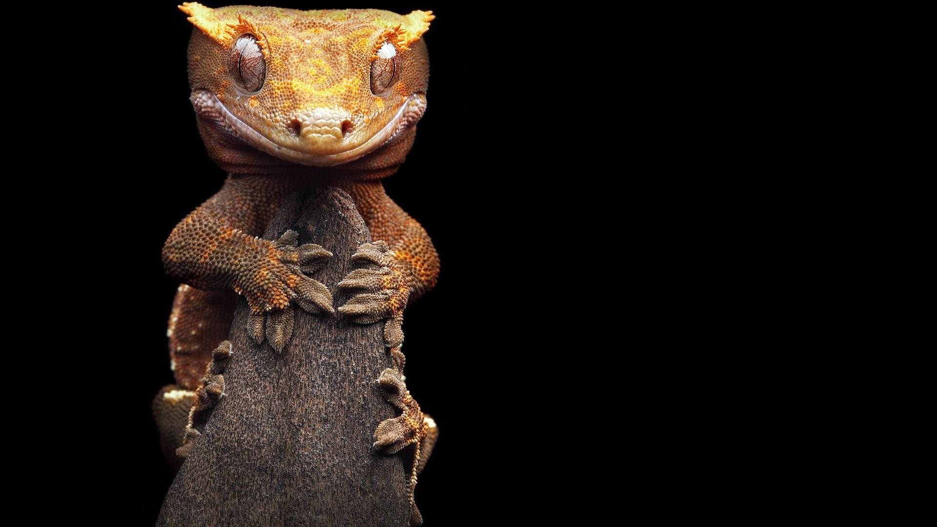 Leopard Gecko 桌布 壁紙 — 一隻小型壁虎的近距離特寫，擁有紋理分明的棕色和橙色皮膚，緊貼在粗糙表面上，背景為黑色。