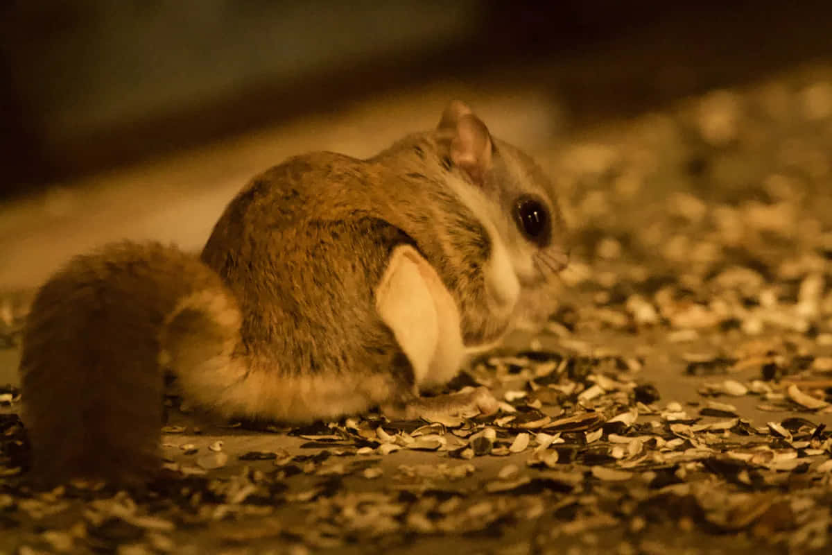 Flying Squirrel 桌布 壁紙 — 一隻小型夜行松鼠在金色燈光下溫暖地發光，在有紋理的地面上啃食葵花籽。