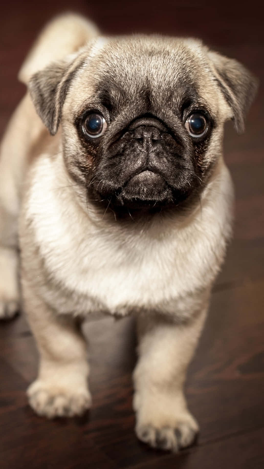 一隻小型巴哥犬站在木質地板上的照片 壁紙