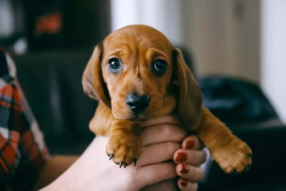 Dachshund Puppy 桌布 壁紙 — 一隻小型棕色臘腸狗幼犬的特寫，有大黑眼睛，被人手溫柔地抱著。