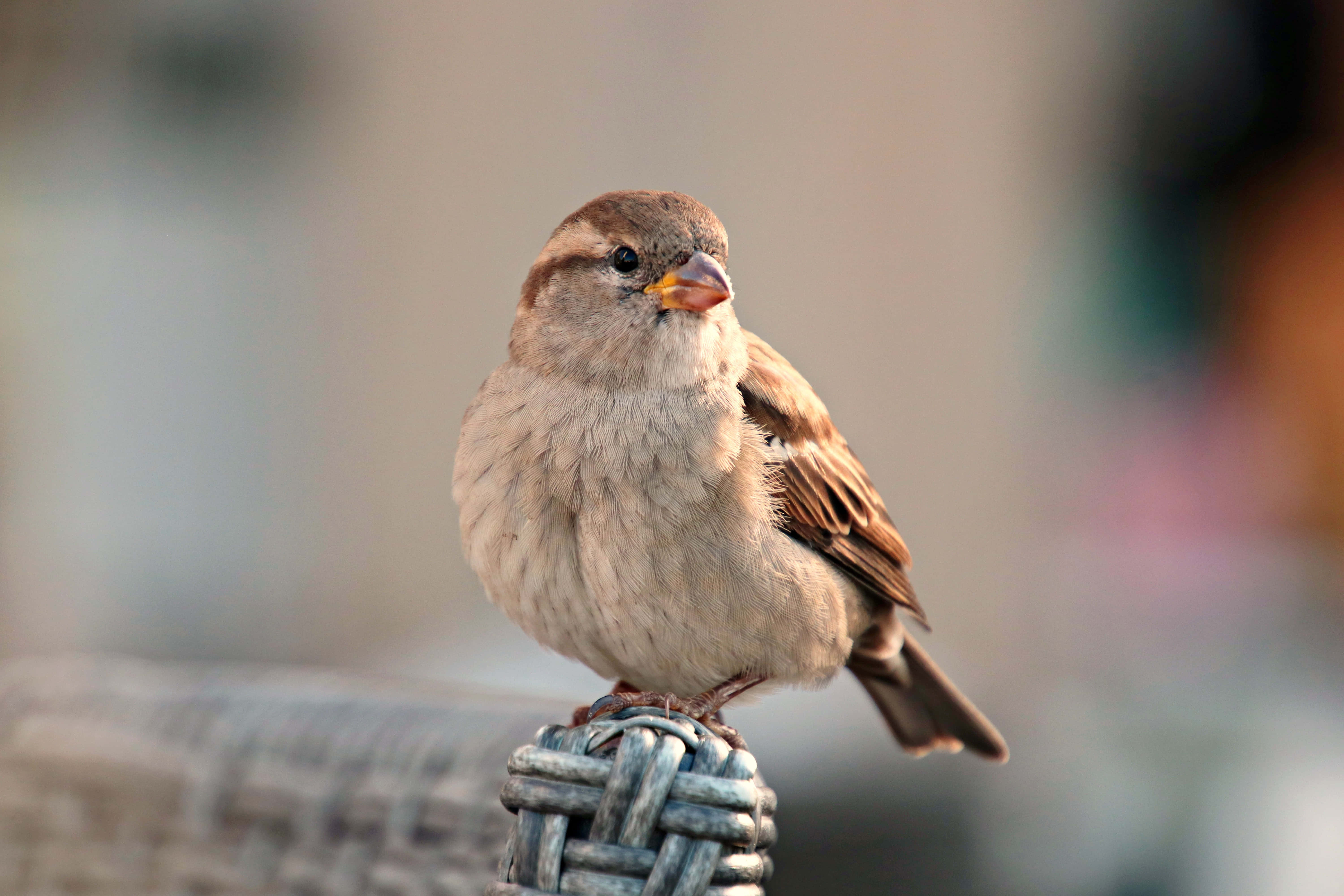 sparrow 桌布 壁紙 — 一隻小型棕色麻雀的特寫，棲息在編織的藍灰色欄杆上，背景柔和模糊。