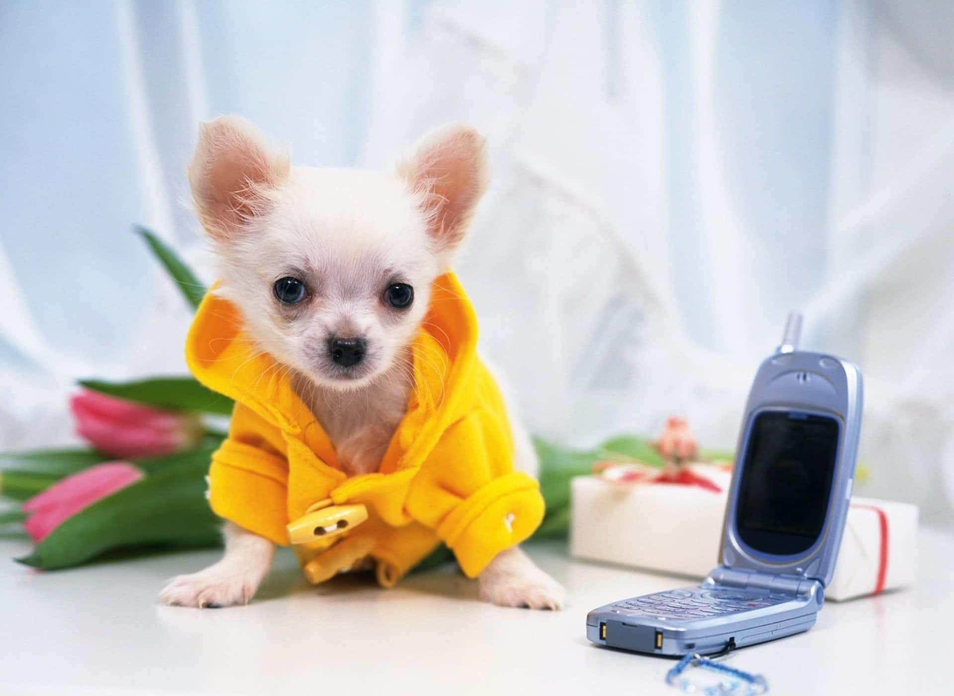 Chihuahua 桌布 壁紙 — 一隻小型白色吉娃娃幼犬穿著鮮黃色連帽上衣，坐在白色表面上，旁邊有一個銀色摺疊手機和粉紅色鬱金香。