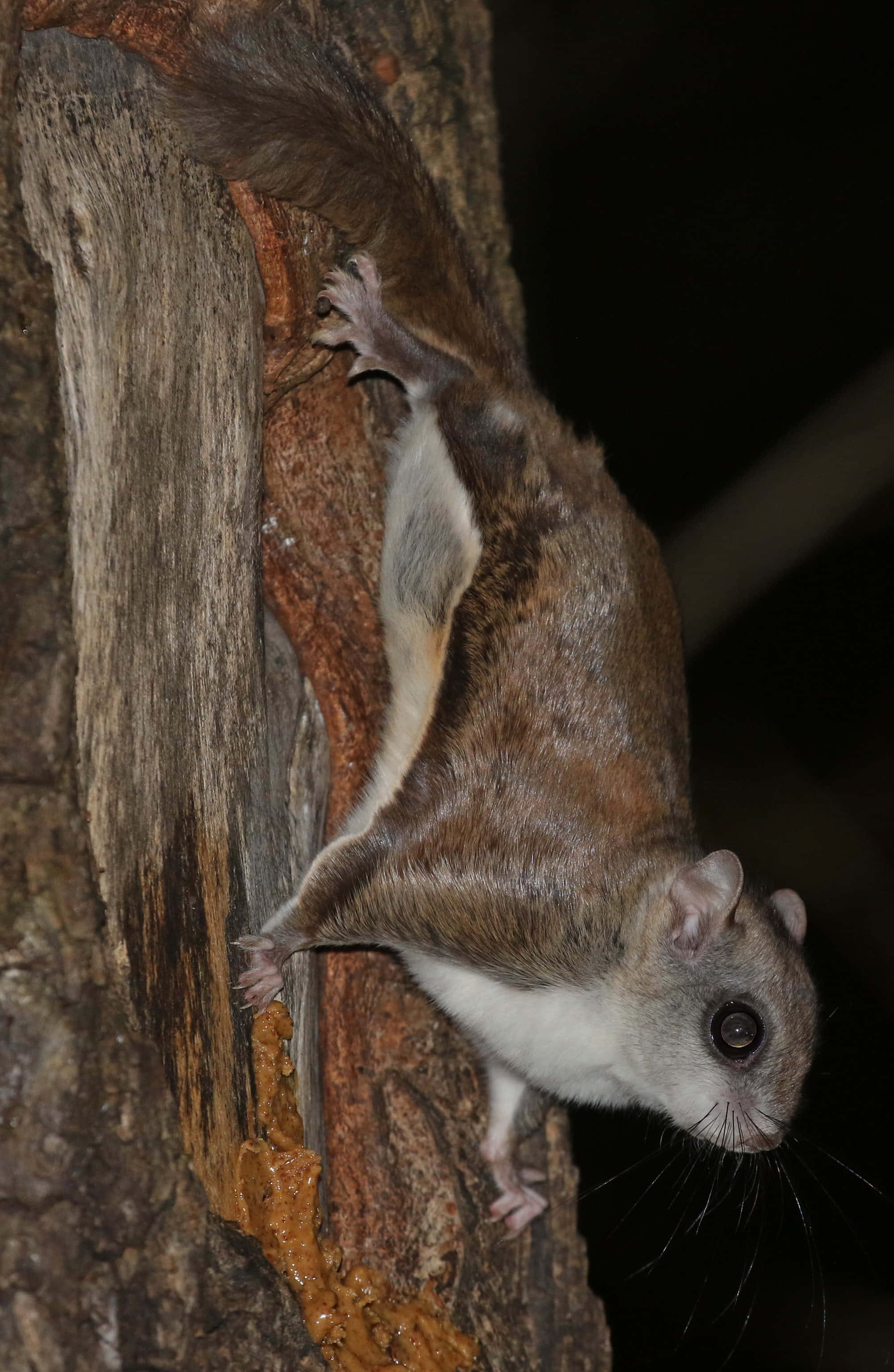 Flying Squirrel 桌布 壁紙 — 一隻小型的夜行飛鼠在漆黑的夜空下緊貼著紋理分明的樹幹。