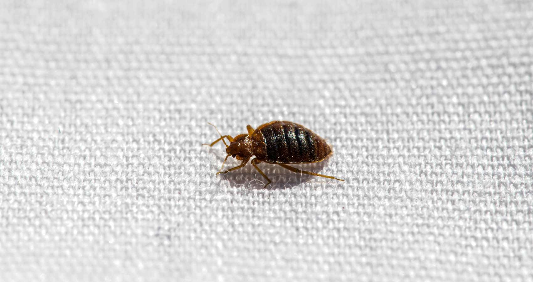 bug 桌布 壁紙 — 一隻小型褐色臭蟲在明亮光線下於有紋理的白色布料上爬行的特寫。