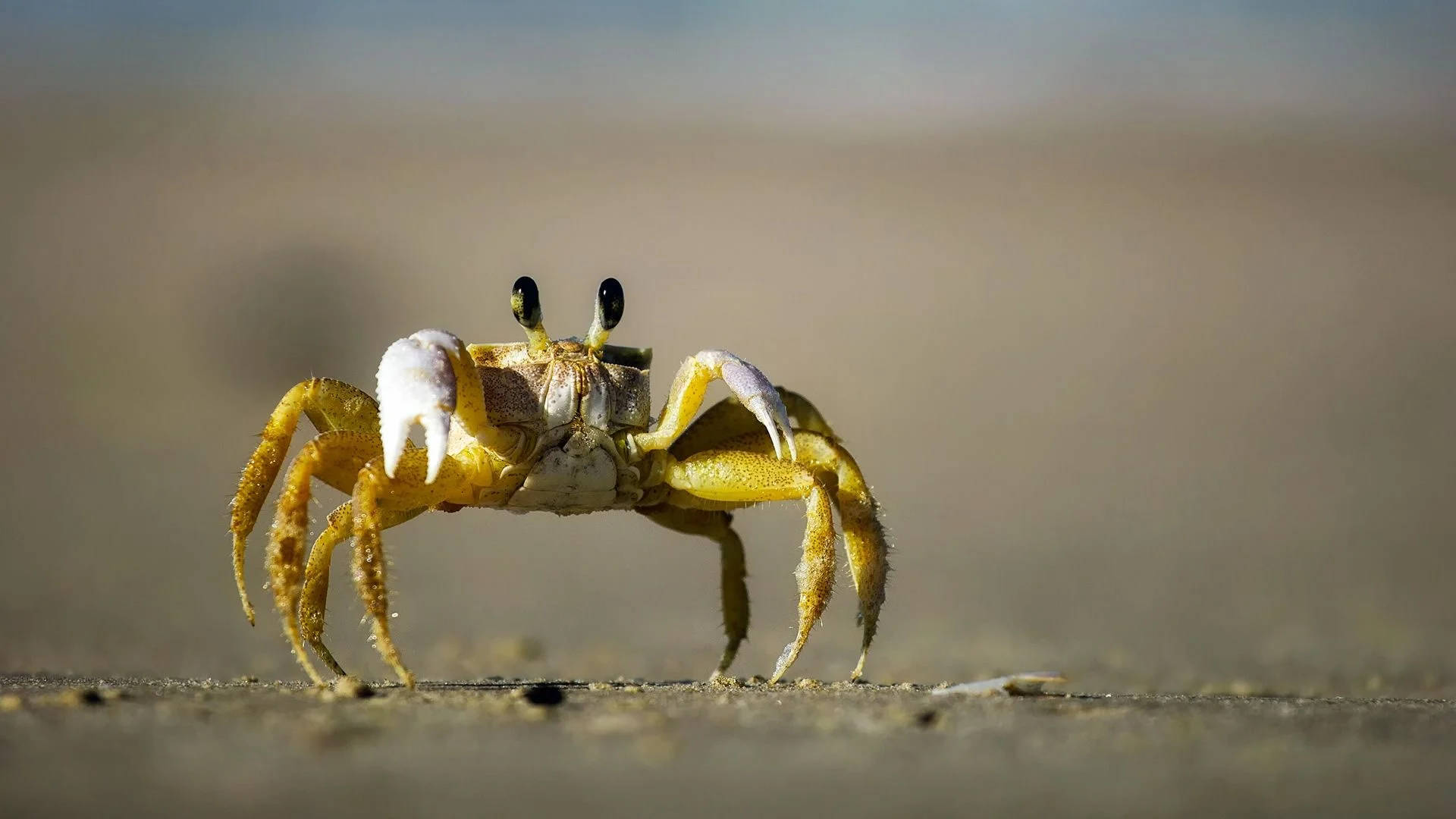 Crab 桌布 壁紙 — 一隻小型黃色螃蟹，白色鉗子，站在濕沙上，柔和日光下的特寫。