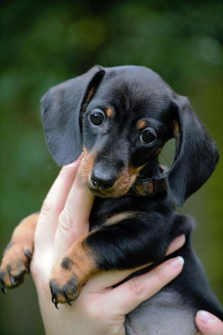 Dachshund Puppy 桌布 壁紙 — 一隻小型黑色和棕褐色臘腸犬幼犬，大眼睛，被輕輕抱在人的手中，背景是柔和的綠色模糊背景。