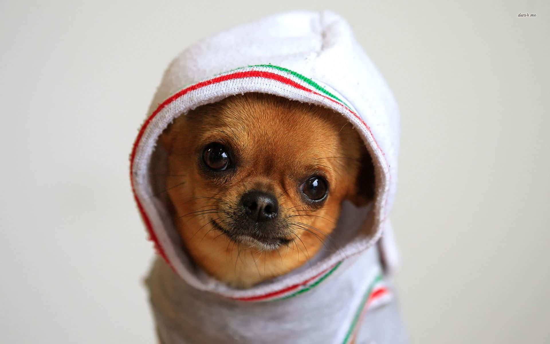Chihuahua 桌布 壁紙 — 一隻小小的吉娃娃，有著大大的黑色眼睛，穿著一件白色連帽衫，上面有紅綠條紋，背景是純色。