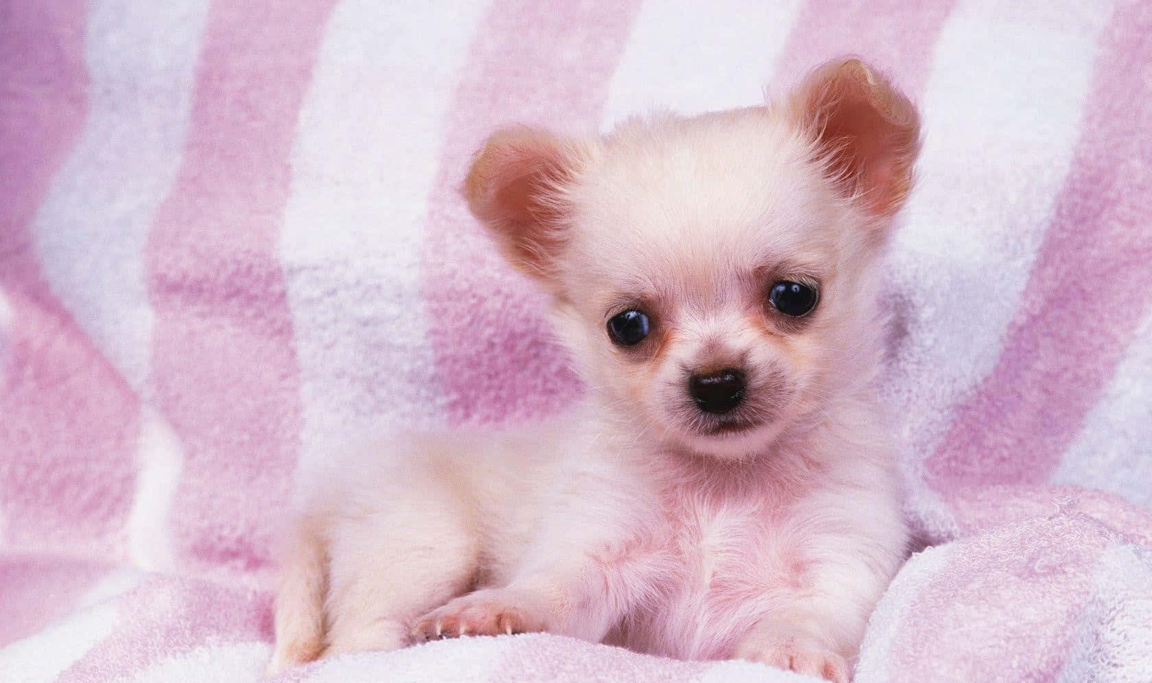 Pink Puppies 桌布 壁紙 — 一隻小小的奶油色吉娃娃幼犬，有著大大的深色眼睛，可愛地坐在柔軟的粉紅和白色條紋毛巾上。