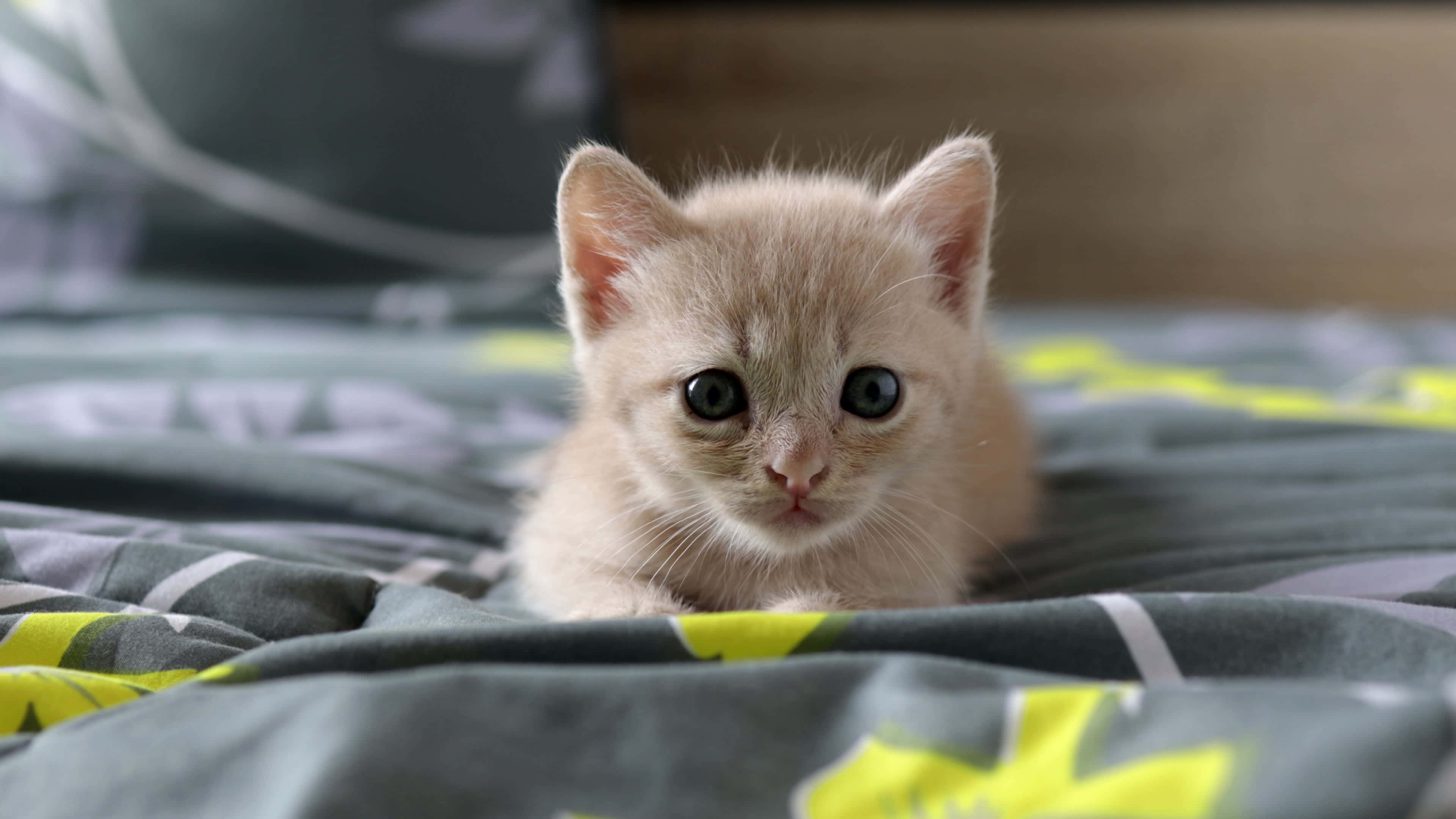 cute kitty 桌布 壁紙 — 一隻小小的奶油色小貓，睜著藍色大眼睛，好奇地從一條灰色和黃色圖案的毯子上方凝視。