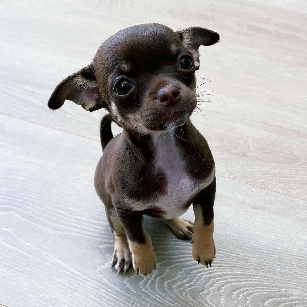 Teacup Chihuahua 桌布 壁紙 — 一隻小小的棕色和白色吉娃娃幼犬，有著大眼睛，坐在淺色木地板上好奇地向上看。