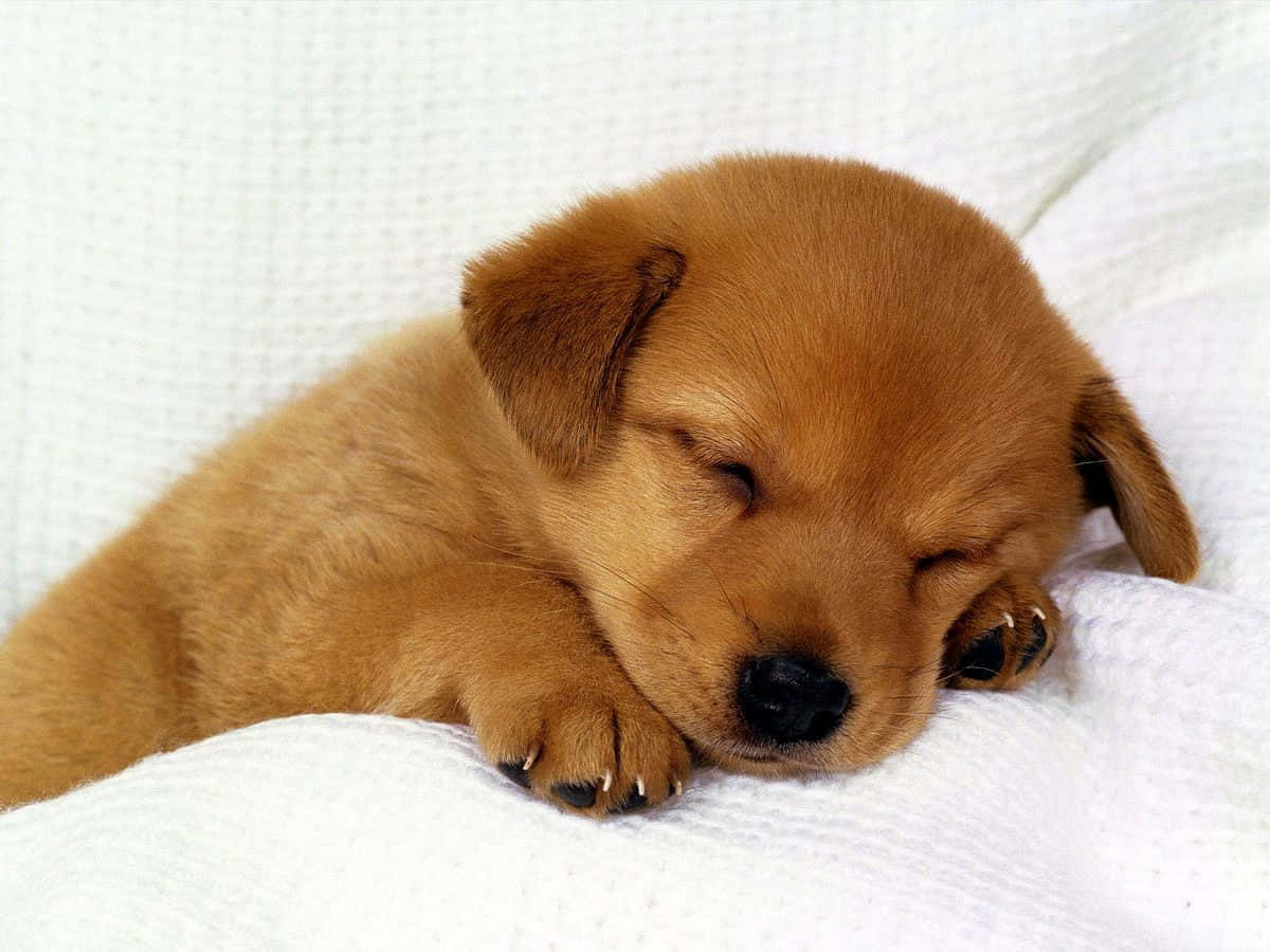 Labrador 桌布 壁紙 — 一隻小小的棕色小狗在柔軟的白色紋理毛毯上，把爪子收在下巴下面，安詳地睡覺。