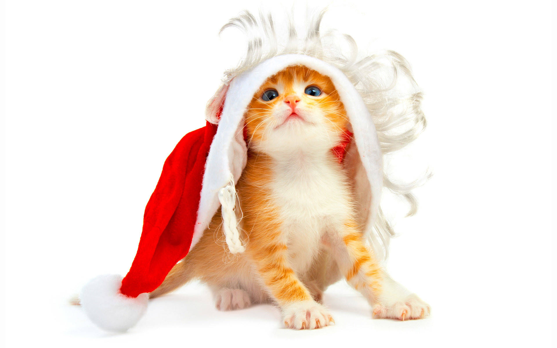 Cute Cat 桌布 壁紙 — 一隻小小的橘色小貓，戴著紅色聖誕帽，帽緣有白色毛茸茸的裝飾，還戴著白色假髮，在純白色背景前用大大的藍色眼睛向上看。