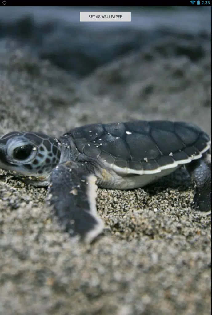 Baby Turtle 桌布 壁紙 — 一隻小小的海龜寶寶在昏暗的暮光下，堅定地爬過濕沙，朝海洋前進。