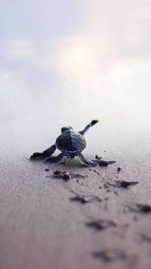 Sea Turtle iPhone 桌布 壁紙 — 一隻小小的海龜寶寶在柔和的金色光線下，堅定地爬過濕沙，朝海洋前進。