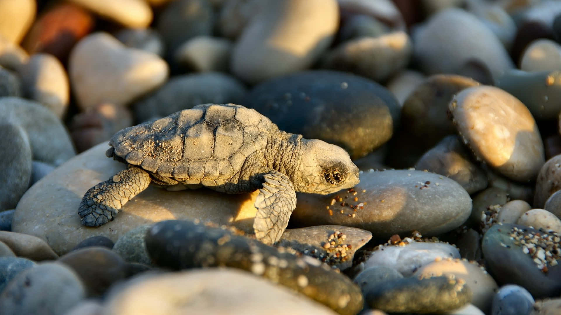 Baby Turtle 桌布 壁紙 — 一隻小小的海龜寶寶在黎明時分休息在陽光照耀的鵝卵石上，柔和的金色光線凸顯了它紋理分明的龜殼。