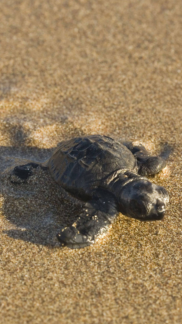Sea Turtle iPhone 桌布 壁紙 — 一隻小小的深色海龜寶寶堅定地爬過溫暖的金色沙灘，朝向海洋前進。