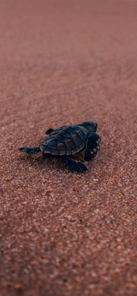 Turtle 桌布 壁紙 — 一隻小小的深色海龜寶寶堅定地爬過溫暖的紅沙，朝向海洋的地平線。