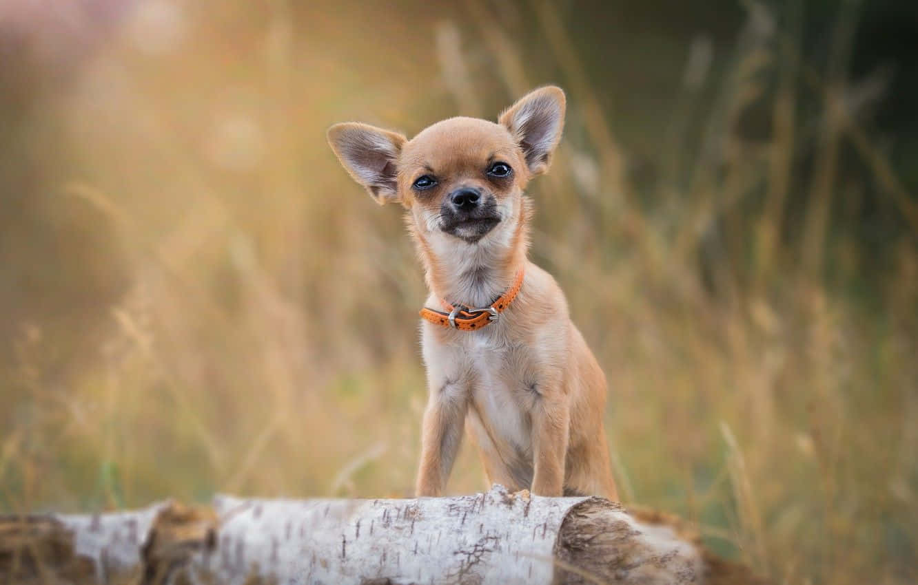 Chihuahua Dog 桌布 壁紙 — 一隻小小的淺褐色吉娃娃，有大大的深色眼睛，警覺地坐在白色樹皮的木頭上，在金色的草地裡。
