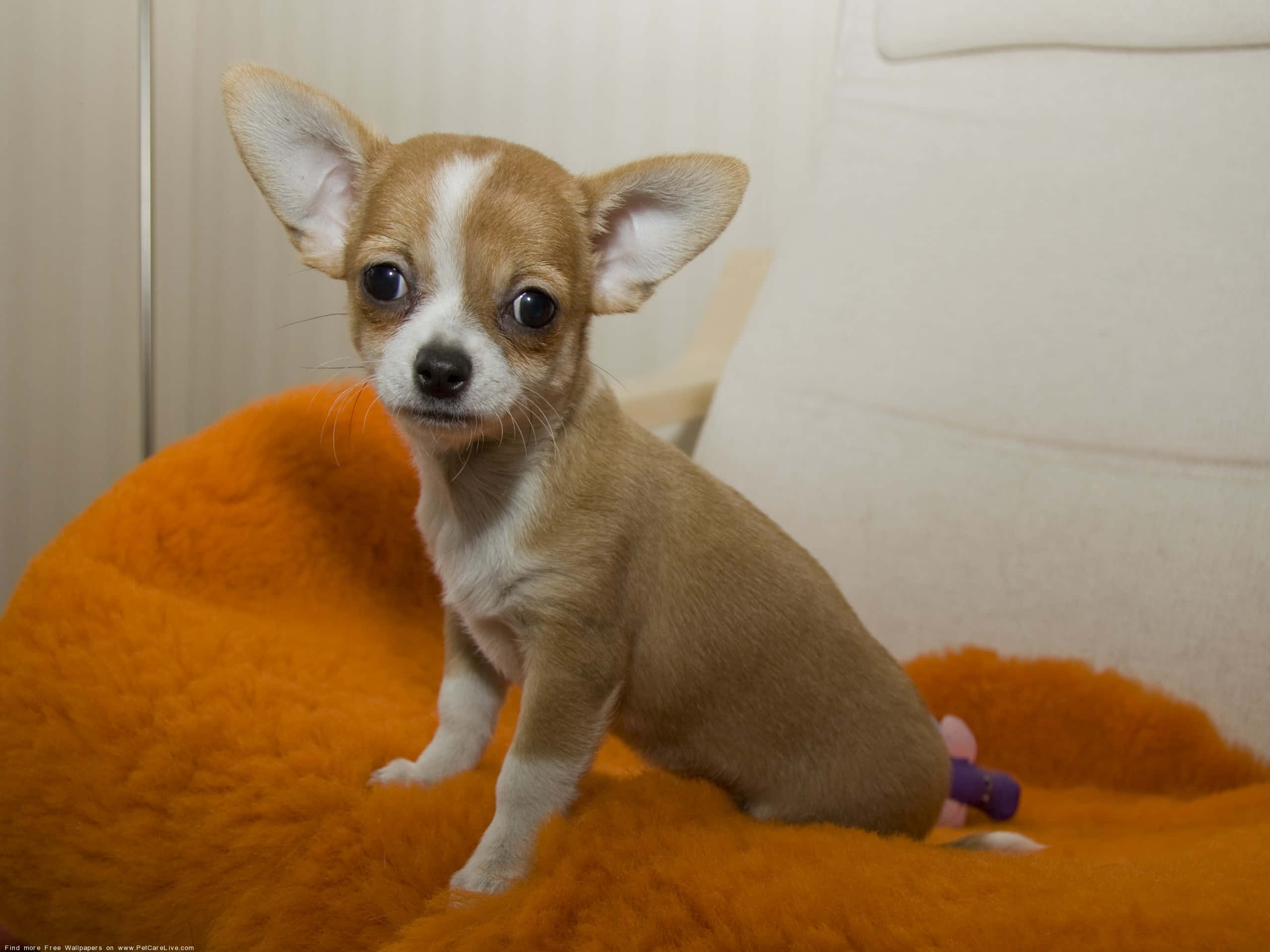 Chihuahua 桌布 壁紙 — 一隻小小的淺褐色和白色吉娃娃小狗，有著大大的深色眼睛，警覺地坐在一個毛茸茸的橙色墊子上。