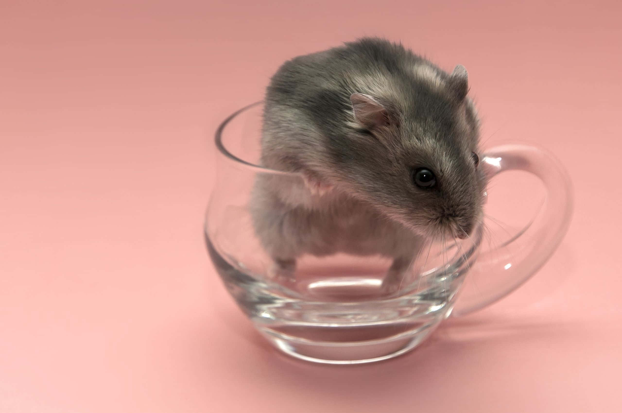 Hamster 桌布 壁紙 — 一隻小小的灰色倉鼠好奇地棲息在一個透明玻璃杯內，背景是柔和的粉紅色。