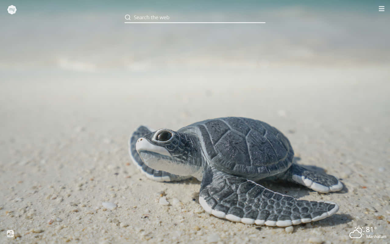 Baby Turtle 桌布 壁紙 — 一隻小小的灰色海龜寶寶在陽光照耀的沙灘上爬向海洋地平線。