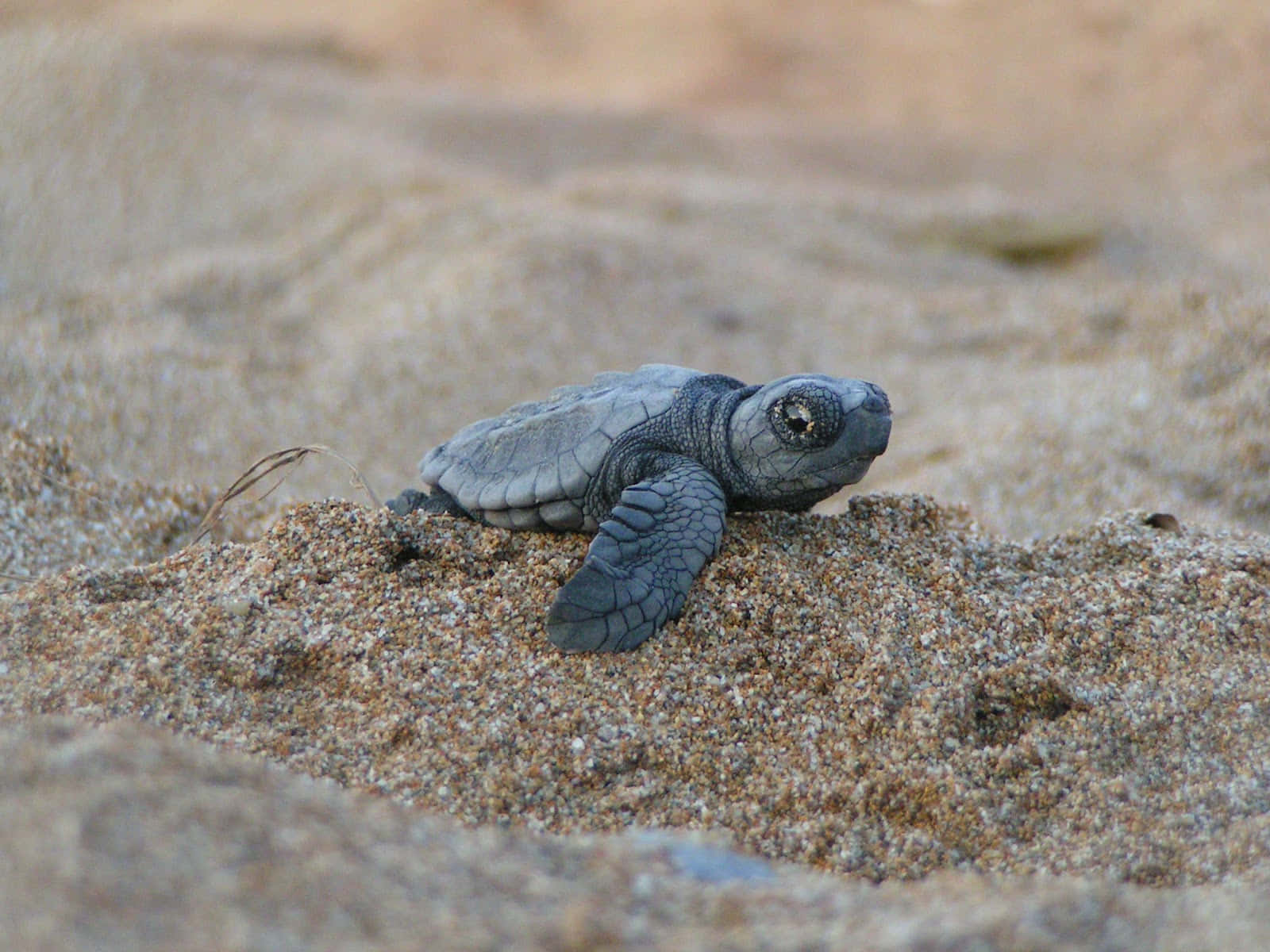 Turtle 桌布 壁紙 — 一隻小小的灰色海龜寶寶從沙中出現，牠的鰭狀肢準備好牠第一次前往海洋的旅程。
