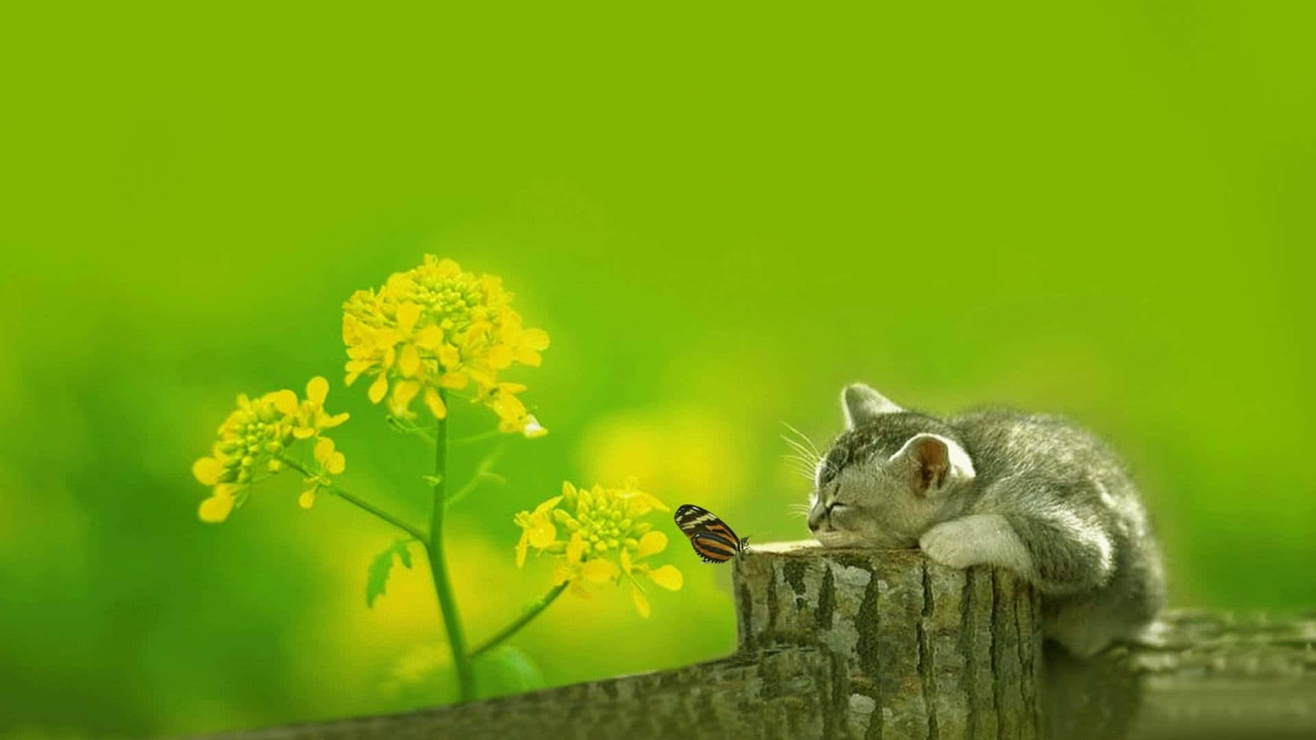 可愛動物動圖 桌布 壁紙 — 一隻小小的灰色貓咪在木柱上安詳地睡覺，蝴蝶在鮮黃色花朵附近停落，背景是茂盛的綠色。