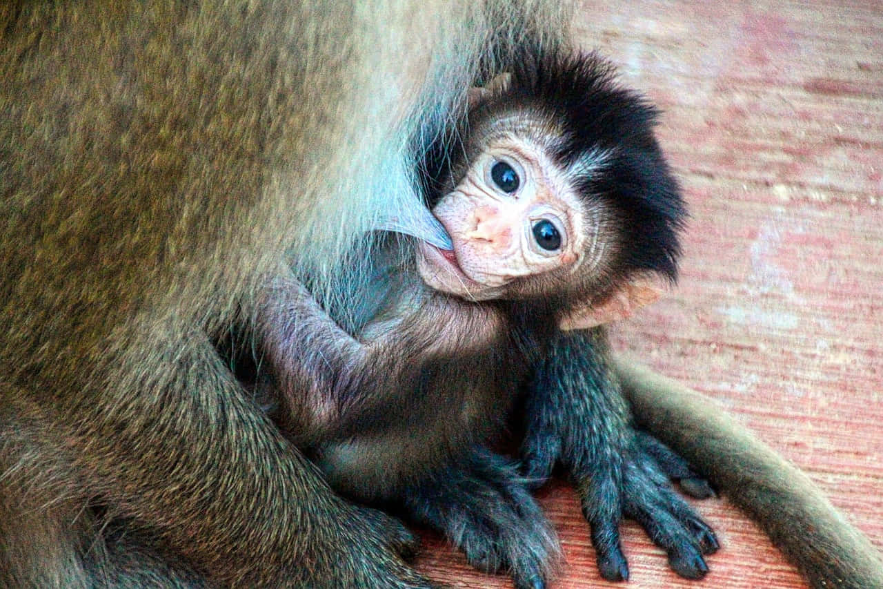 Baby Monkey 桌布 壁紙 — 一隻小小的猴寶寶，有著大大的藍眼睛，在木頭表面上抓著媽媽的毛。
