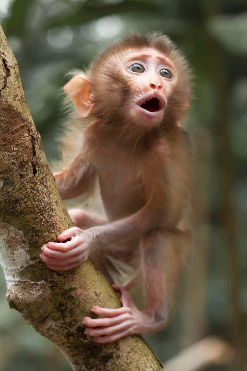 Baby Monkey 桌布 壁紙 — 一隻小小的猴寶寶，睜大眼睛、張開嘴巴，緊緊抓住茂密綠色森林中的樹幹。