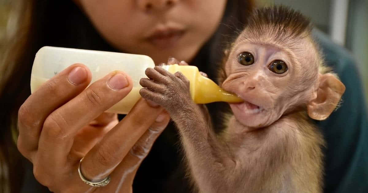 Baby Monkey 桌布 壁紙 — 一隻小小的猴寶寶，睜著大眼睛，急切地從一個人手中拿著的黃色奶瓶喝東西。