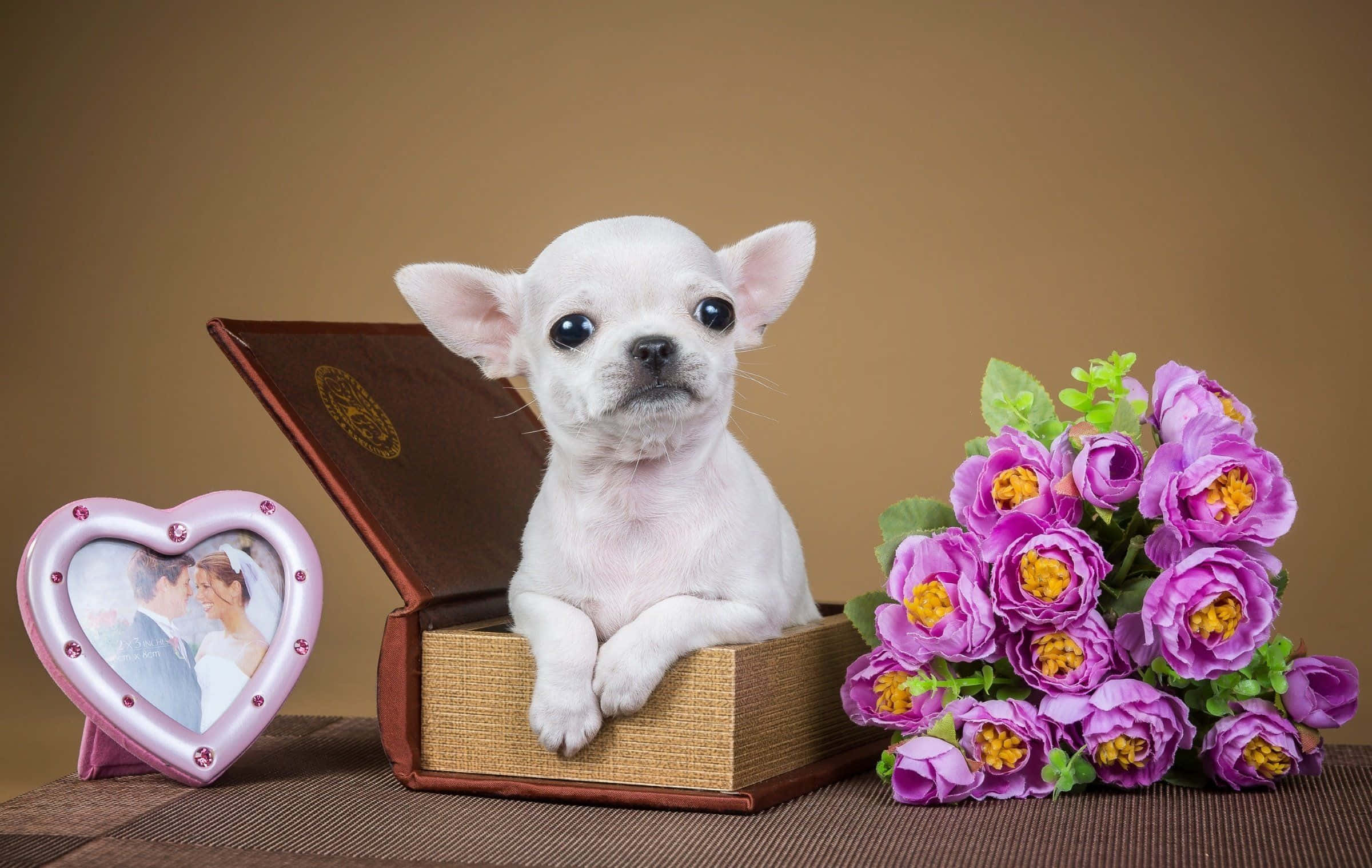 Chihuahua 桌布 壁紙 — 一隻小小的白色吉娃娃小狗可愛地坐在一本打開的書中，旁邊有一個心形婚紗照框和一束紫色花。