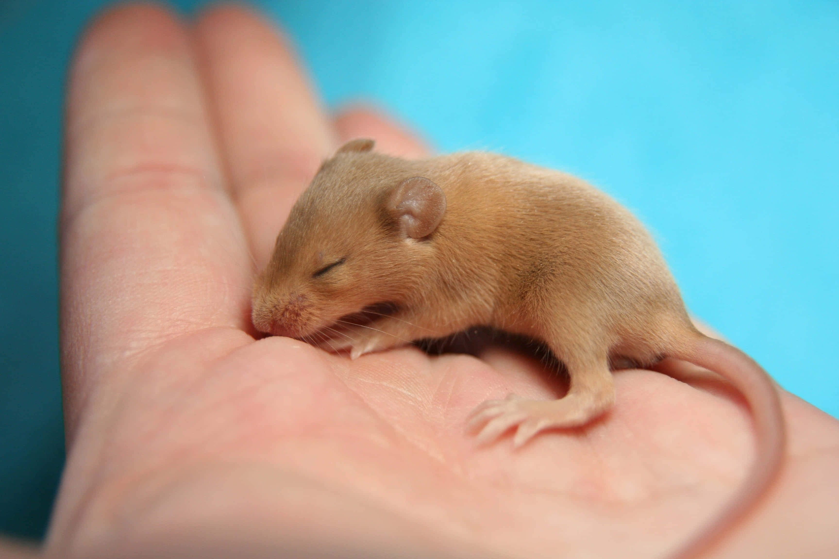 Mouse 桌布 壁紙 — 一隻小小的睡鼠在柔軟的藍色背景前，安詳地休息在一隻打開的人類手掌上。